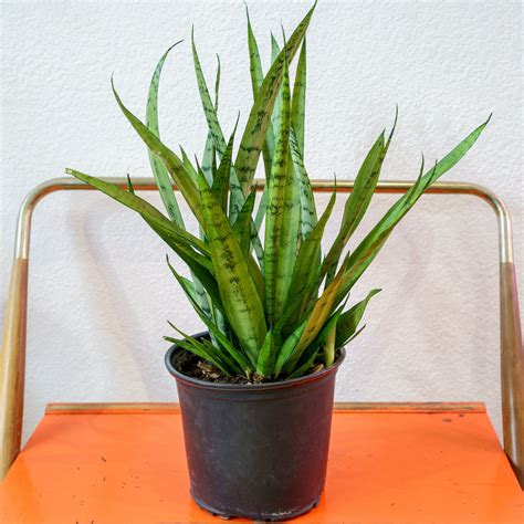 snake plant silver streak